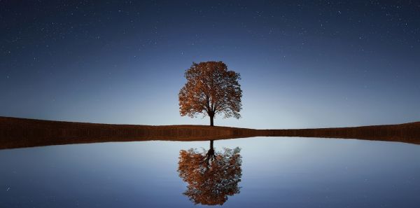 Lone tree - your niche